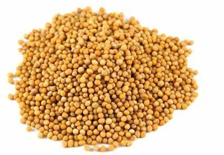 Raw Natural Yellow Mustard Seed, For Spices, Certification : FSSAI Certified