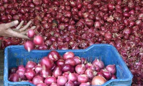 Organic Fresh Onion, Packaging Type : Gunny Bags