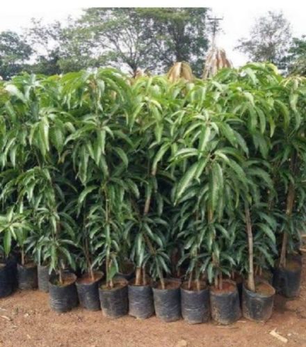 Green Natural Chaunsa Mango Plant, Size : Medium, Small