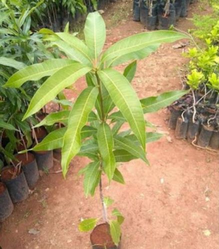 Green Dasheri Mango Grafted Plant, Size : Medium, Large, Small