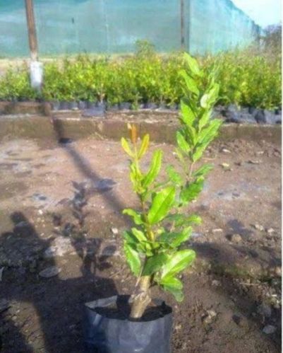 Organic Pomegranate Plant