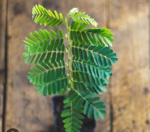 Tamarind Plant, For Plantation, Packaging Type : Poly Bag