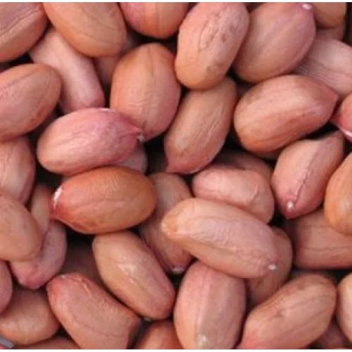 Natural Sweet Taste G20 Bold Groundnut, For Butter, Cooking Use, Making Oil, Style : Dried