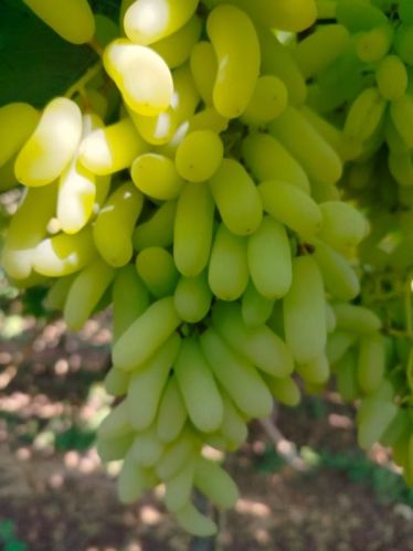 Green Organic Fresh SSN Grapes, For Human Consumption, Packaging Type : Plastic Box, Paper Box