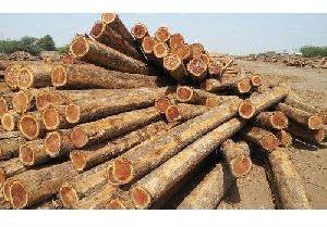 Polished Pine Wood Pine Wood Logs, For Making Furniture, Feature : Accurate Dimension, High Strength