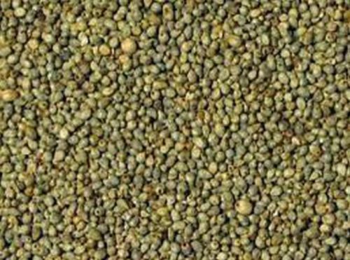 Fine Processed Bajra Seeds, For Cooking, Cattle Feed, Packaging Size : 25kg