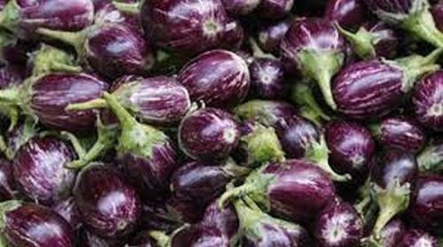 Organic Fresh Brinjal, For Human Consumption, Cooking, Home, Hotels, Packaging Size : 5kg, 10kg