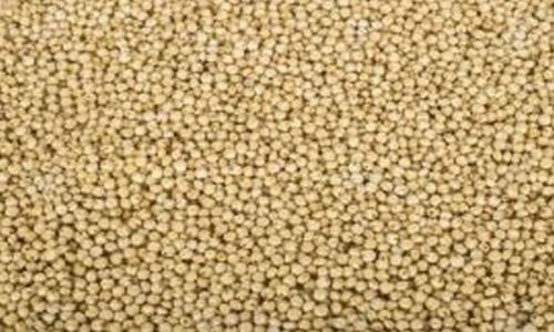 Jowar Grains, For Cooking, Cattle Feed, Packaging Size : 25kg