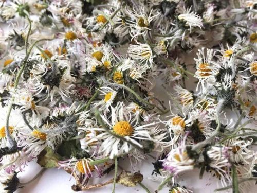 Natural Dried Daisy Flowers, For Decoration, Gifting, Packaging Type : Carton