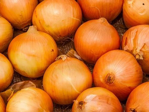 Orange Shade Organic Fresh Garva Onion, For Cooking, Packaging Type : Gunny Bags