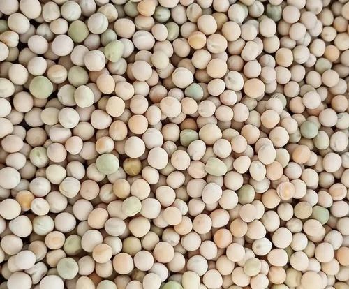 Common White Pea Beans, For Cooking, Grade Standard : Food Grade