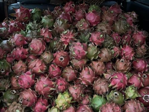 Red Flesh Farming Fresh Dragon Fruit, Size : 500 Grms