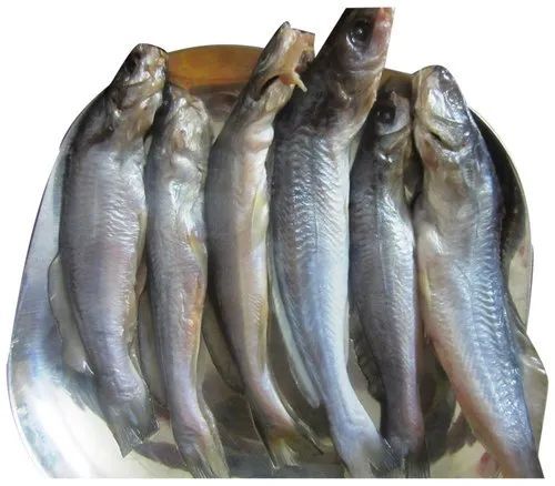 Frozen Tangra Fish, For Human Consumption, Household, Restaurant, Packaging Type : Thermocol Box