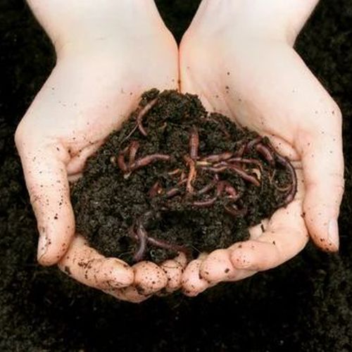 Brown 20 Kg Biofasst Vermicompost Fertilizer, Packaging Type : Bags