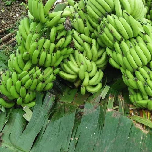 Organic Fresh Green Banana, For Human Consumption, Cooking, Packaging Type : Plastic Box