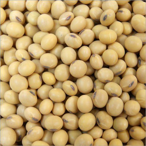 Soybean Seeds, Purity : 99% for Human Consumption