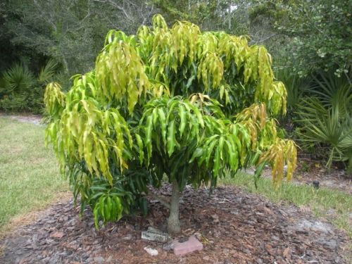 Yellow Alphonso Mango Plant, Purity : 100%