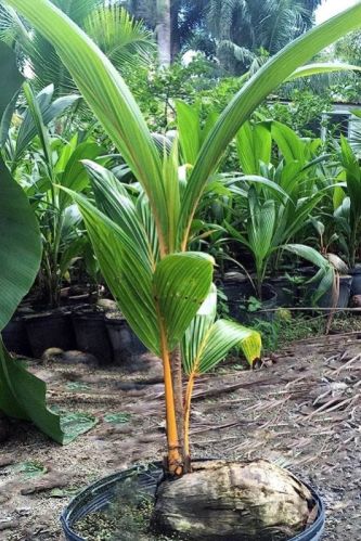 Green Coconut Plant