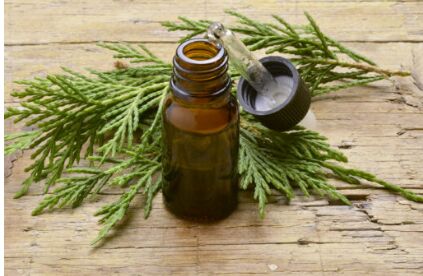 CYPRESS ESSENTIAL OIL