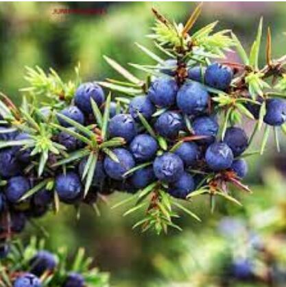 JUNIPER BERRY ESSENTIAL OIL