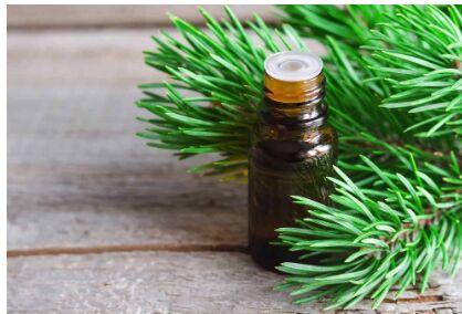 PINE ESSENTIAL OIL, Botanical Name :  PINUS SYLVESTRIS