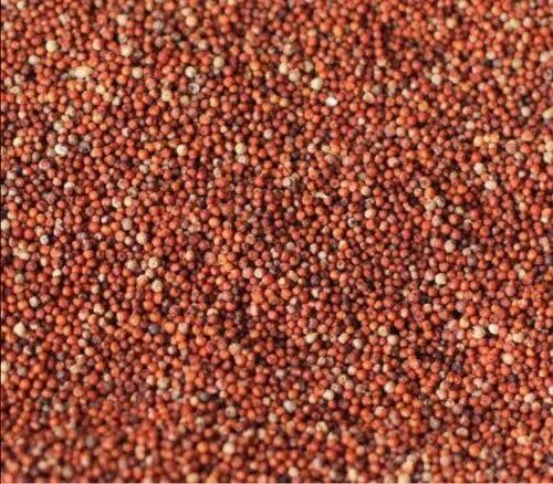 Red Seeds Finger Millet, For Snacks Use, Cooking, Packaging Type : Plastic Bags