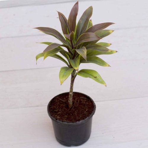 Green Coffee Plant, For Outdoor, Length : 0-10ft