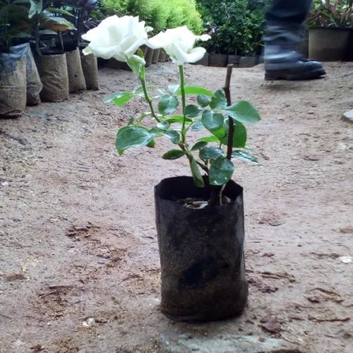Natural White Rose Plant, Style : Fresh