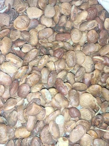 Organic Karanj Seeds, For Agriculture, Style : Dried