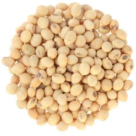 Organic Dry Soybean Seeds, For Animal Feed, Flour, Human Consumption, Feature : High Nutritional Value