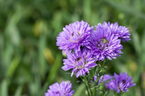 Natural Blue Daisy Flower, For Decoration, Gifting, Style : Fresh