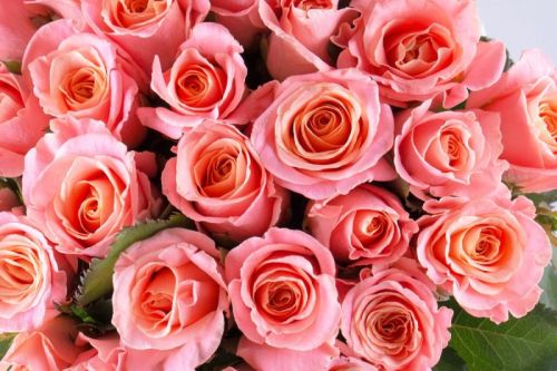 Natural Peach Rose Flower, For Decoration, Gifting, Style : Fresh