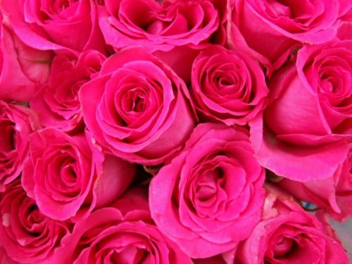 Natural Pink Rose Flower, For Decoration, Gifting, Style : Fresh