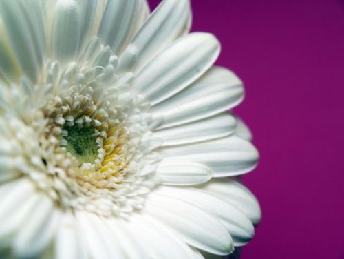 Natural White Gerbera Flower, For Decorative, Style : Fresh