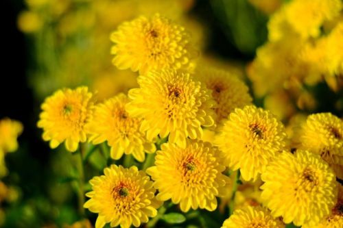 Natural Yellow Chrysanthemum Flower, For Decoration, Gifting, Style : Fresh