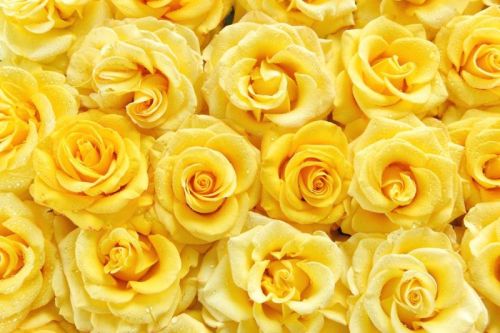 Natural Yellow Rose Flower, For Decoration, Gifting, Style : Fresh