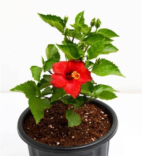 Organic Hibiscus Plants, Color : Red, Green