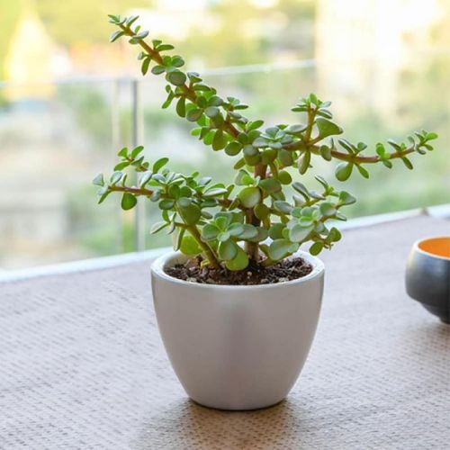 Jade Plants, For Decoration, Color : Green