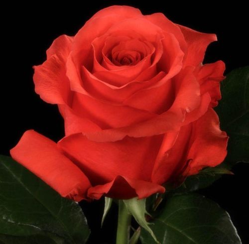 Green Organic Rock Star Rose Plants, Style : Grafted