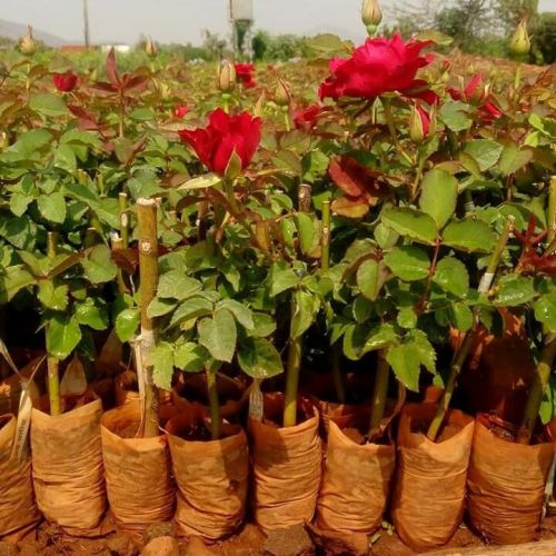 Green Organic Top Secret Rose Plants, Style : Grafted