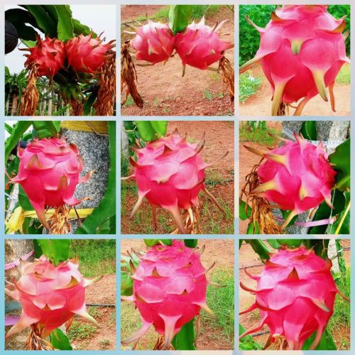 Dragon Fruit, Pack Size : 25