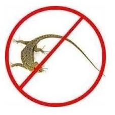 Lizard Control Service