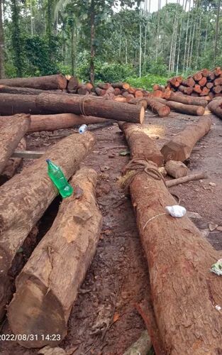 Mahogany Wood Logs, Shape : Round