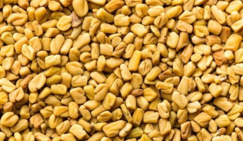 Organic Raw Fenugreek Seed, For Cosmetics, Food Medicine, Spices, Cooking, Packaging Type : PP Bags