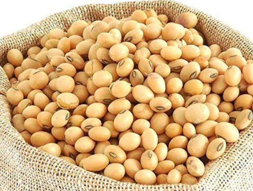 Organic Soybean Seed, For Cooking, Human Consumption, Packaging Type : PP Bags