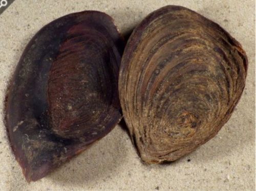 Non Polished Shells Operculum Of Chicoreus Ramosus, For Perfumes