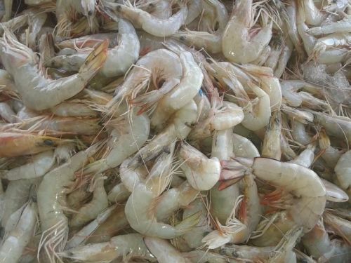 Jhinga Machli, For Human Consumption, Variety : Prawn