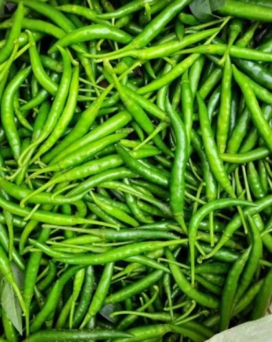 Oval Natural Fresh Green Chilli, For Human Consumption, Cooking, Packaging Size : 20kg