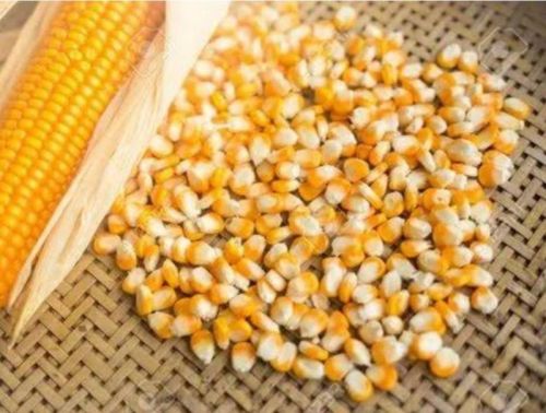 Maize, Color : Natural