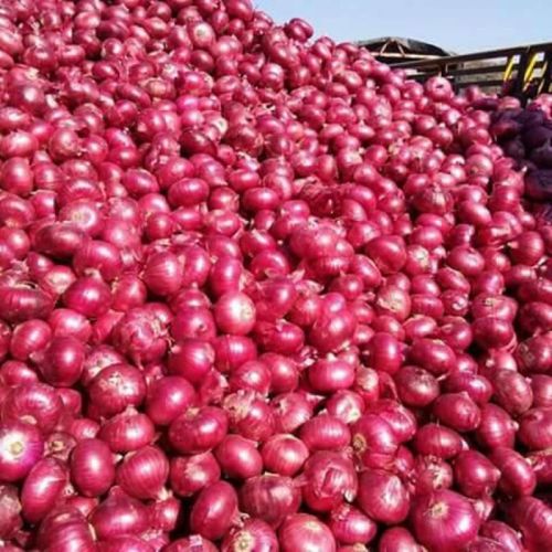 Red Round Organic Fresh Nashik Onion, For Cooking, Style : Natural